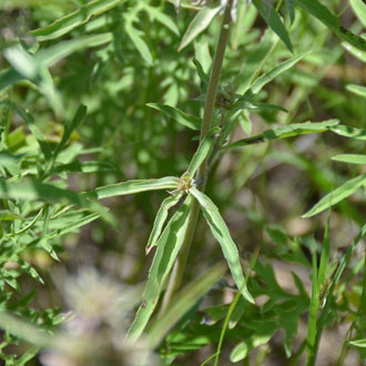 Monarda citriodora, Lemon Beebalm